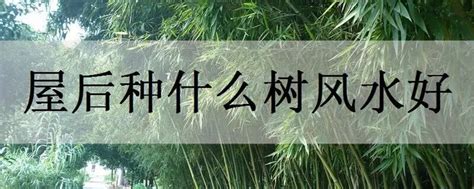 屋前种什么树好|屋前种树有讲究：这8类能旺宅，4种不能栽种，不要搞错了